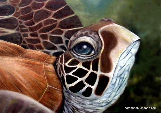 tahiti-hawksbill-sea-turtle-catherine-buchanan
